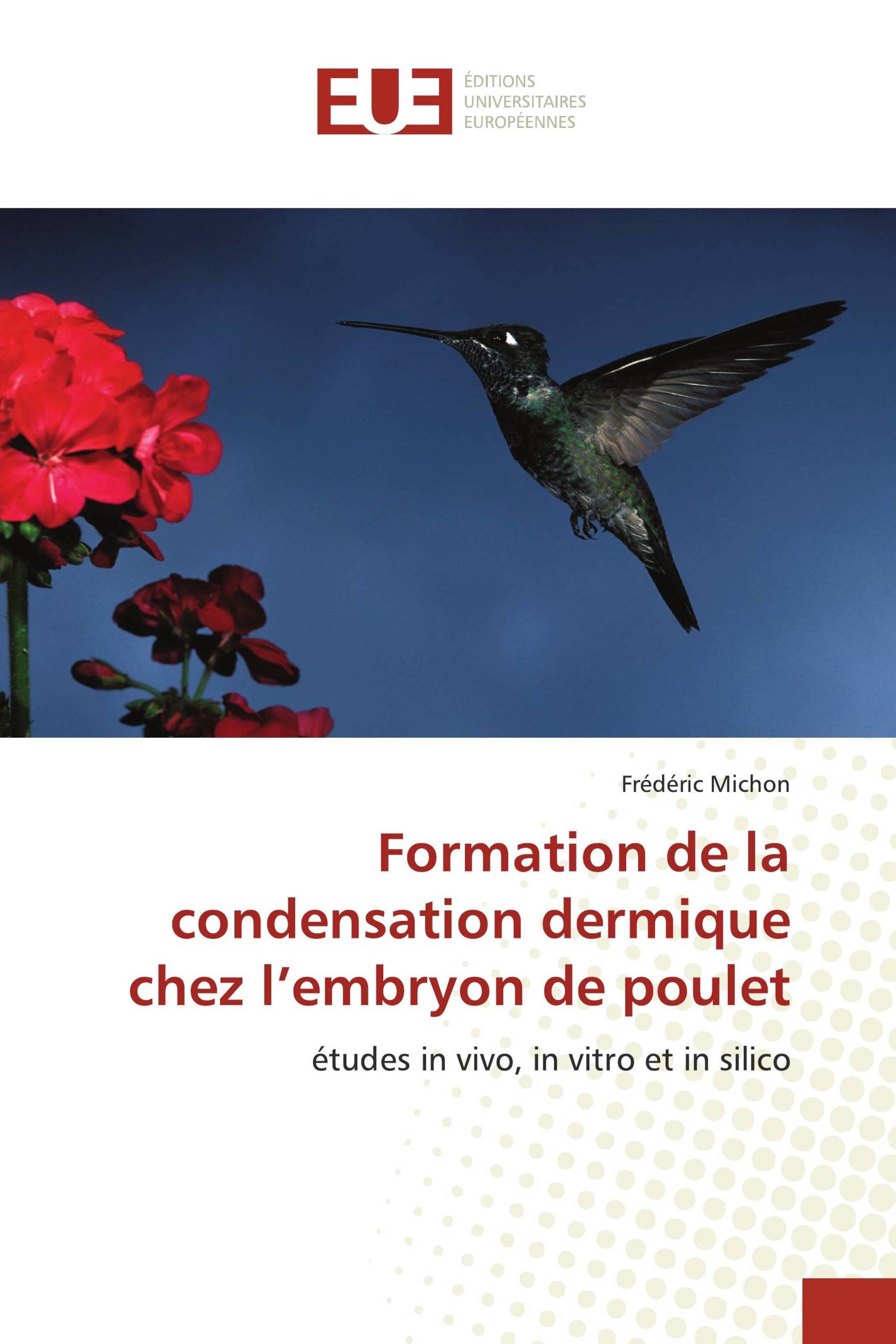 Formation de la condensation dermique chez l’embryon de poulet