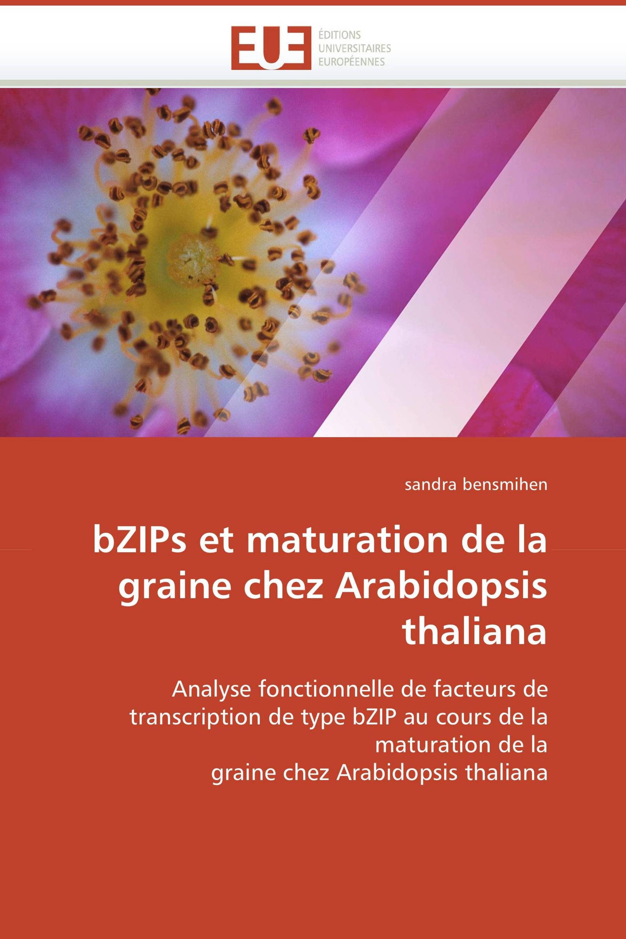 bZIPs et maturation de la graine chez Arabidopsis thaliana