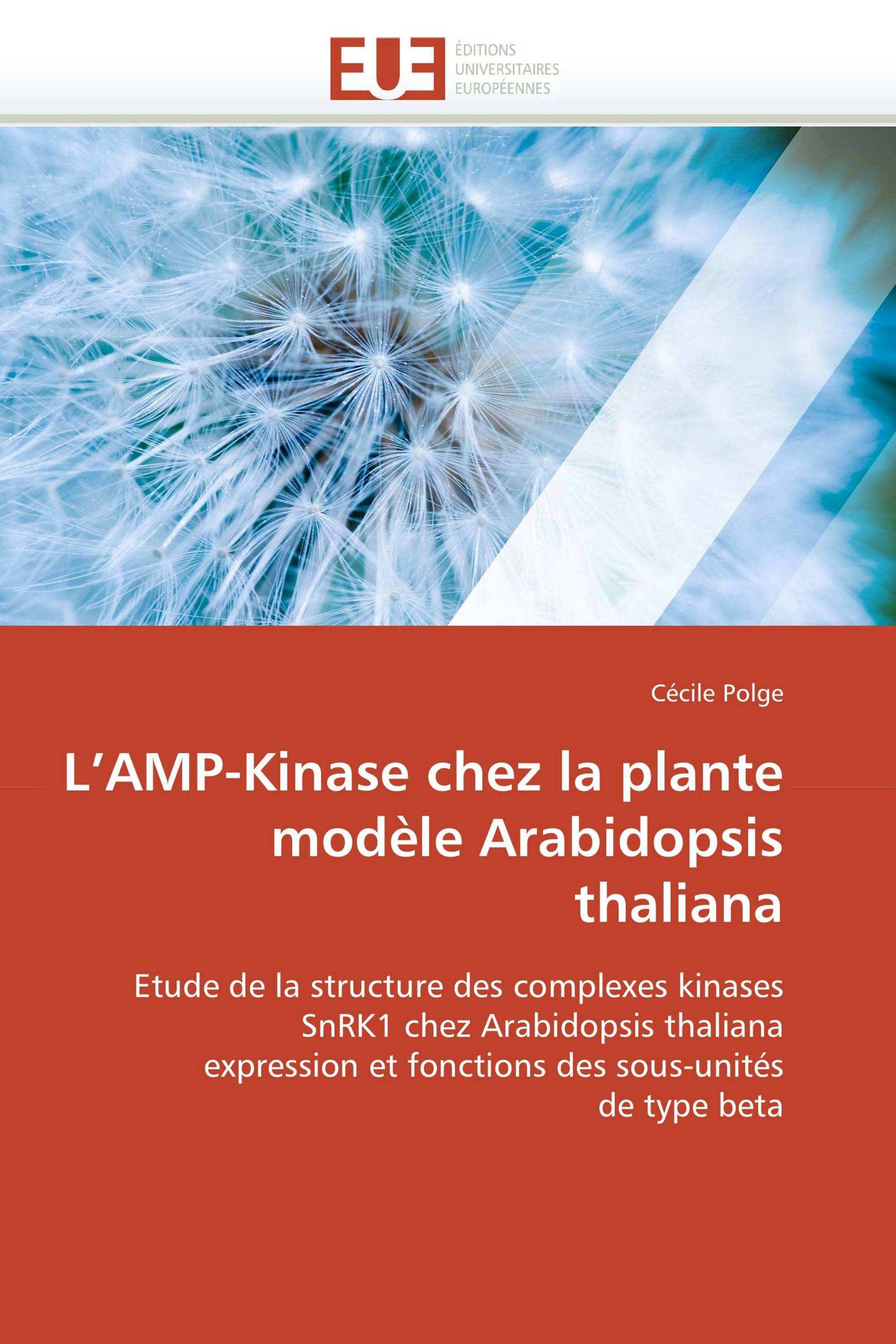 L’AMP-Kinase chez la plante  modèle Arabidopsis thaliana