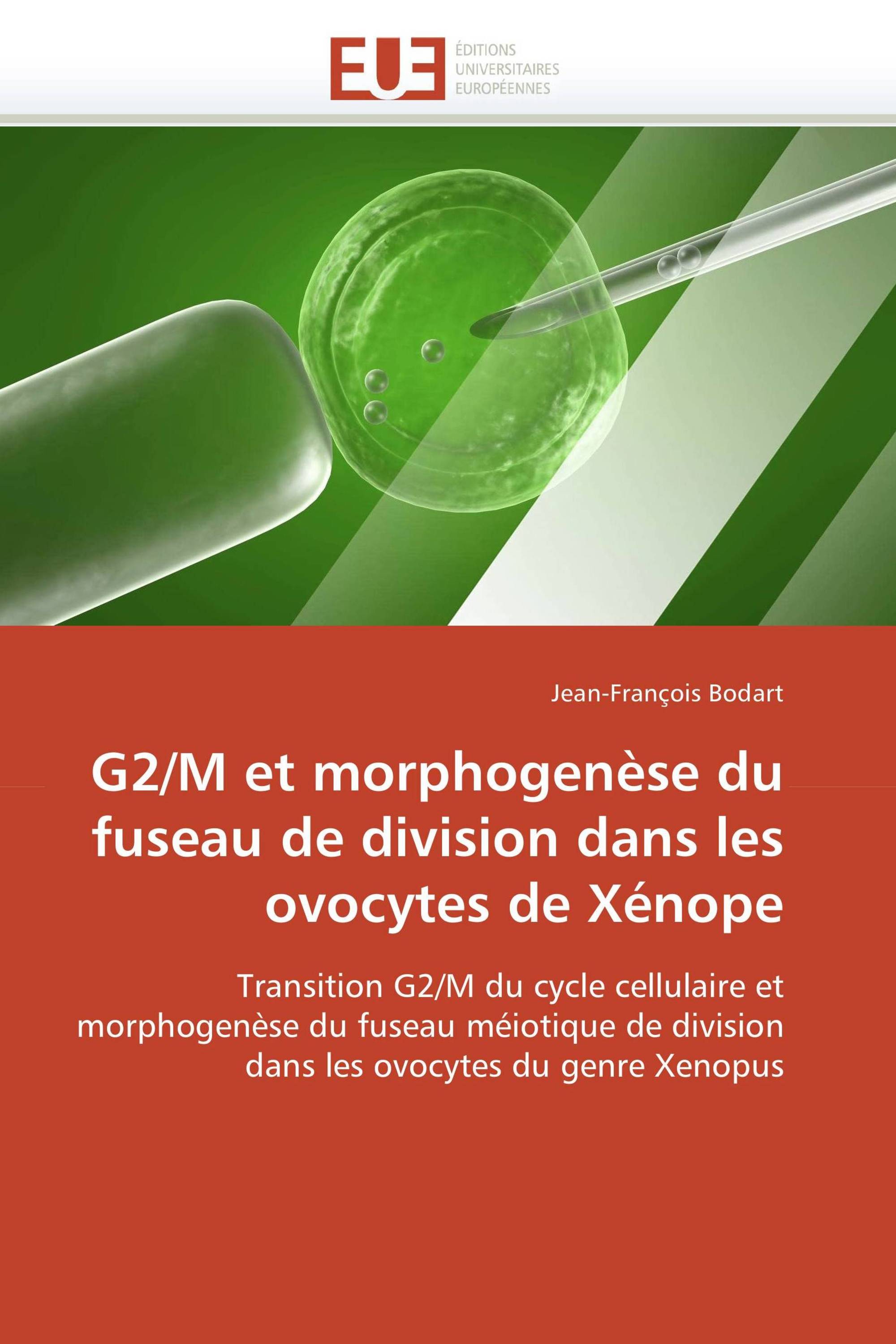 G2/M et morphogenèse du fuseau de division dans les ovocytes de Xénope