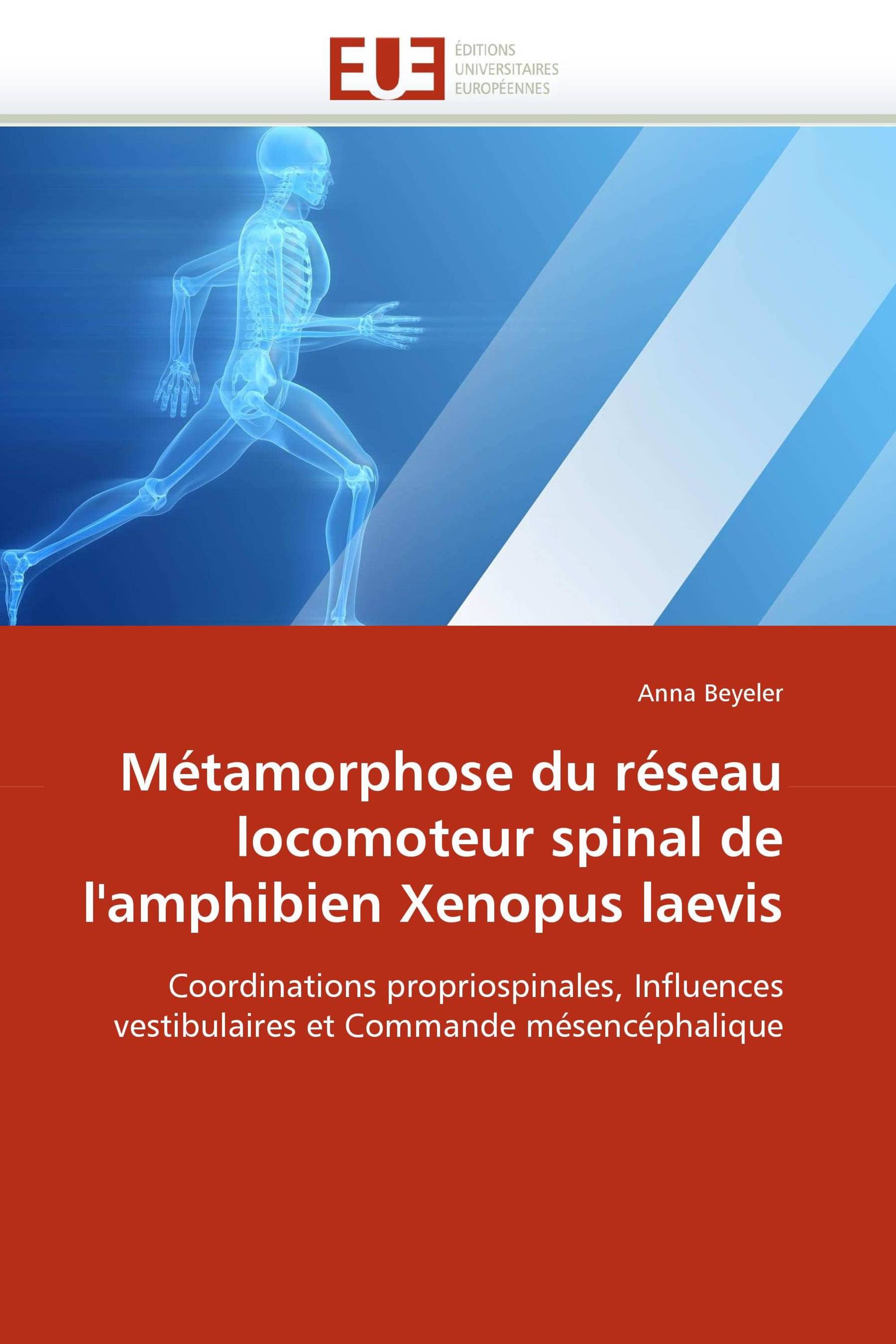 Métamorphose du réseau locomoteur spinal de l'amphibien Xenopus laevis