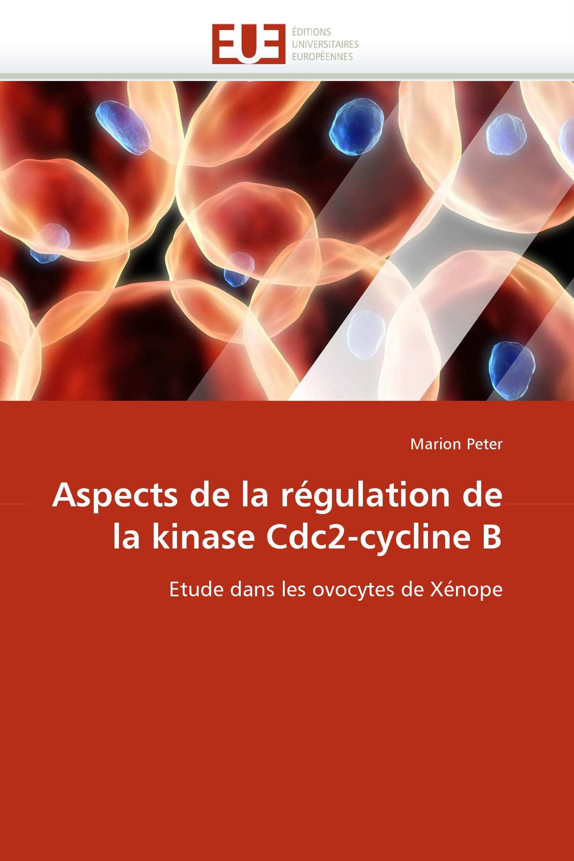 Aspects de la régulation de la kinase Cdc2-cycline B