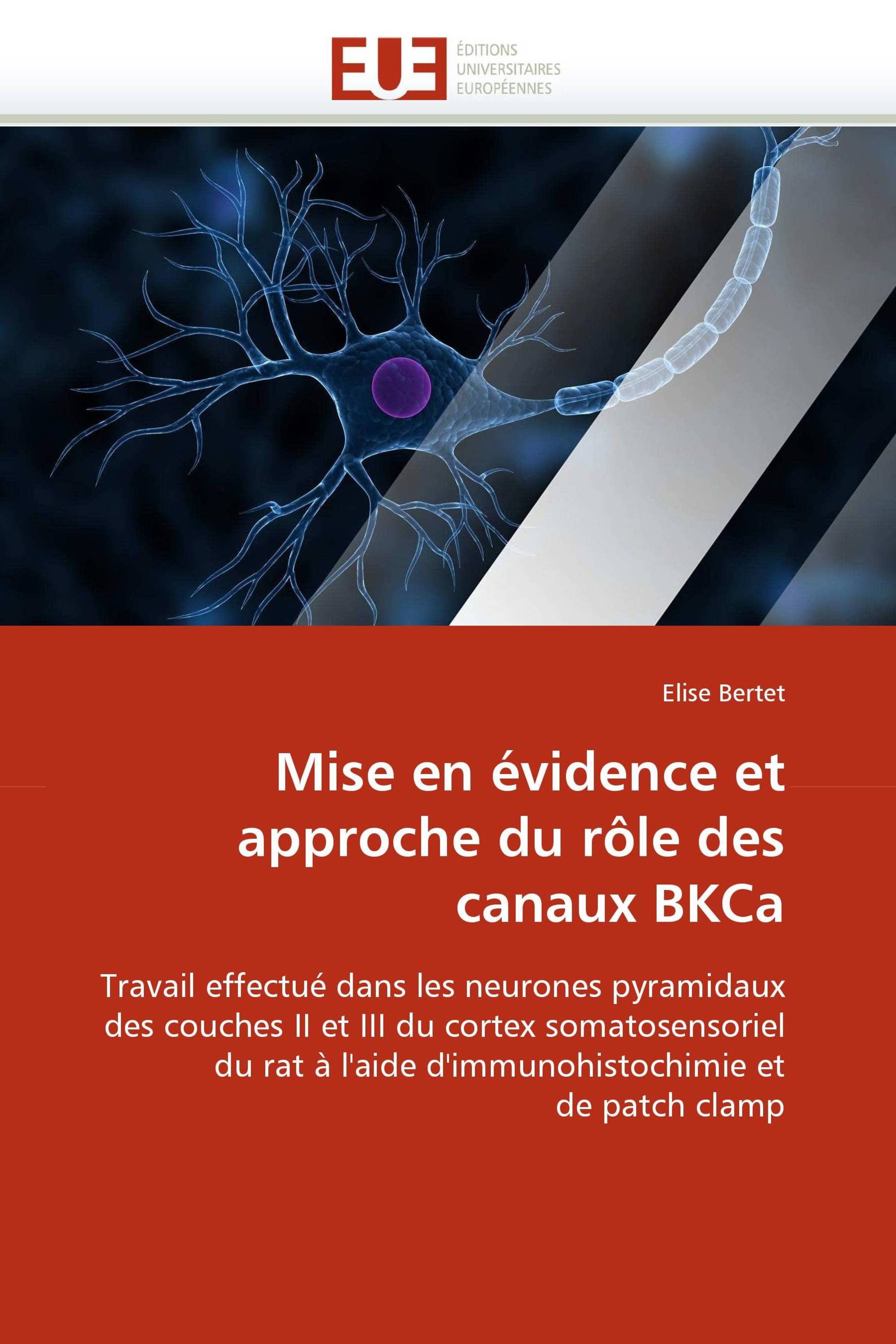 Mise en évidence et approche du rôle des canaux BKCa