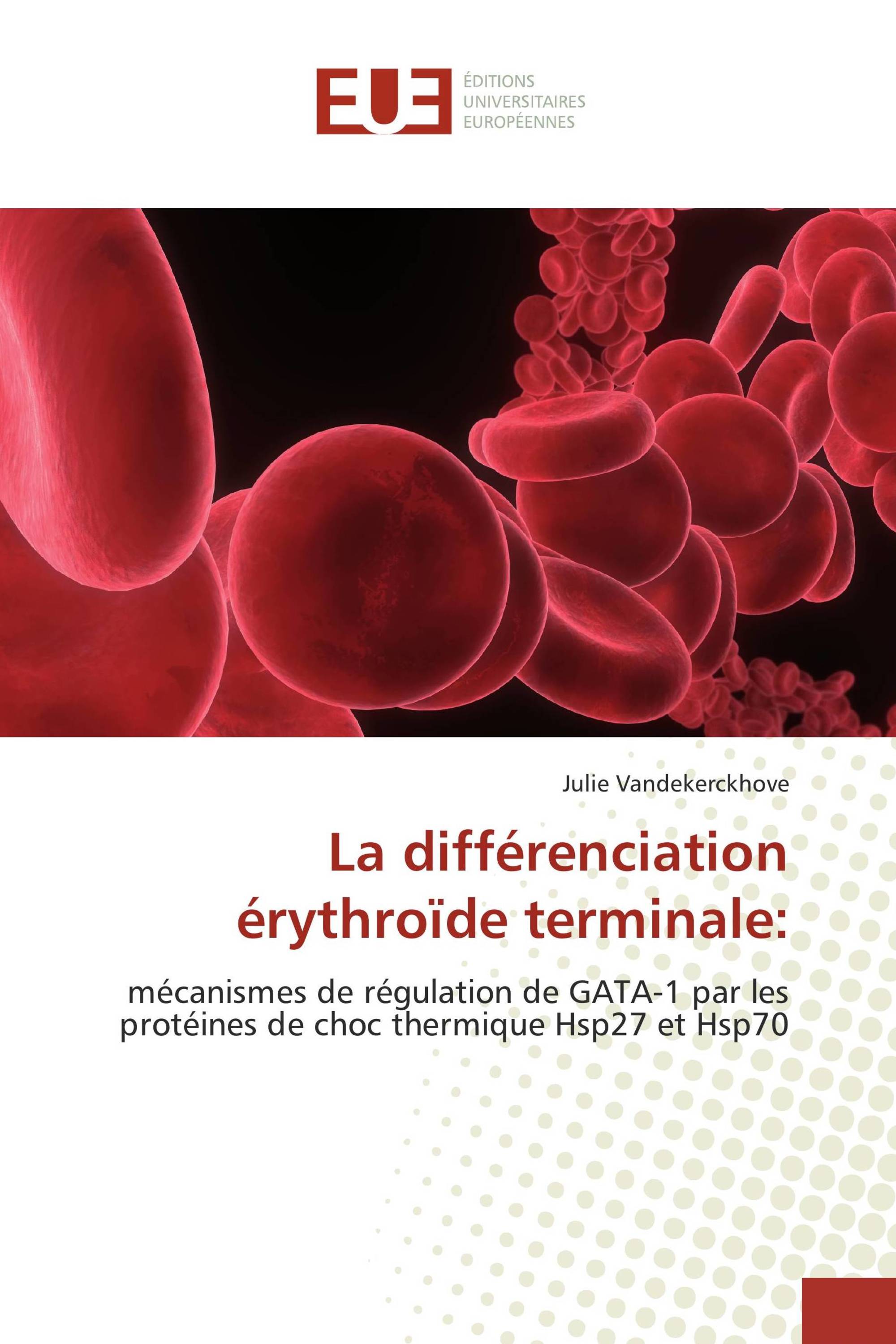 La différenciation érythroïde terminale: