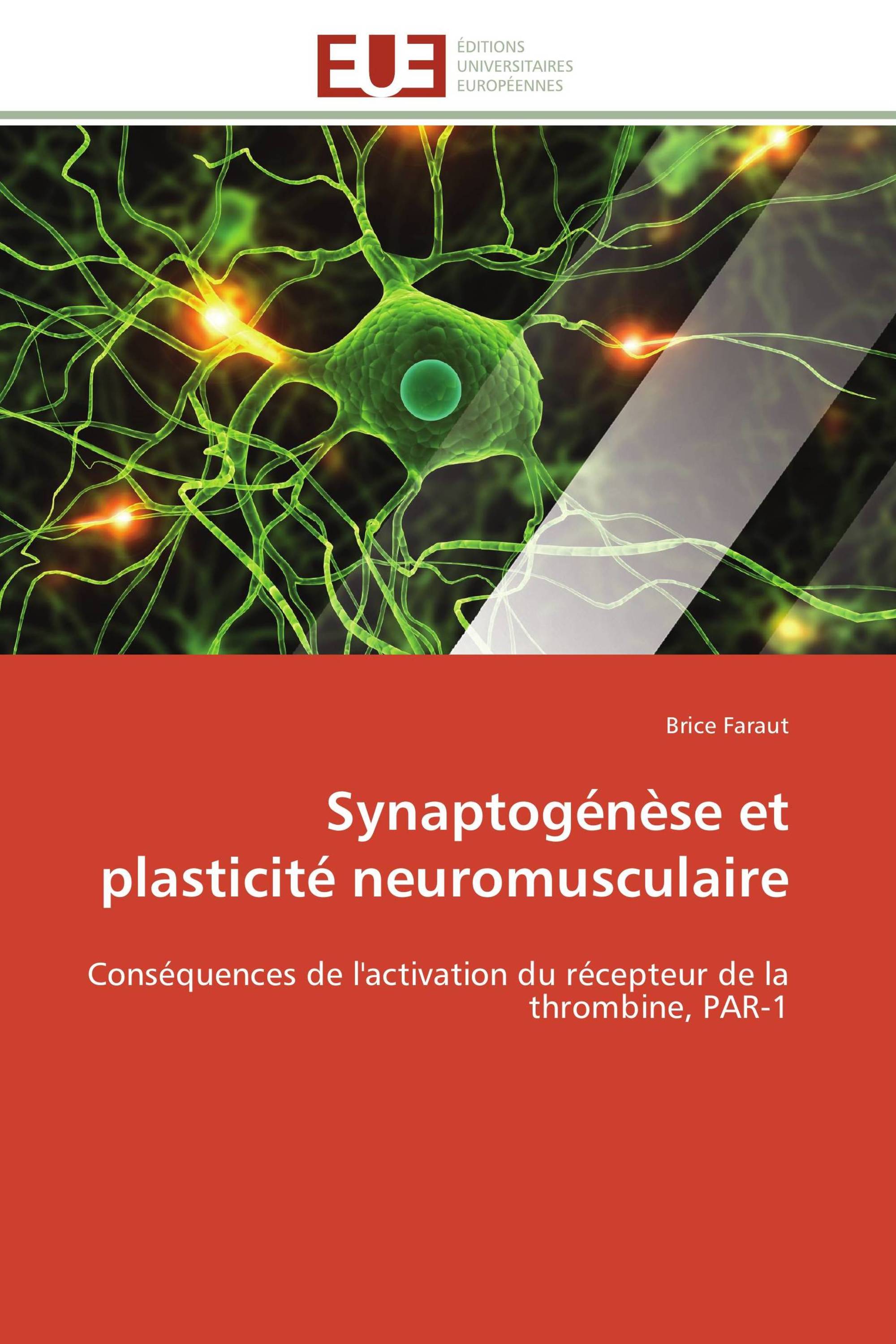 Synaptogénèse et plasticité neuromusculaire