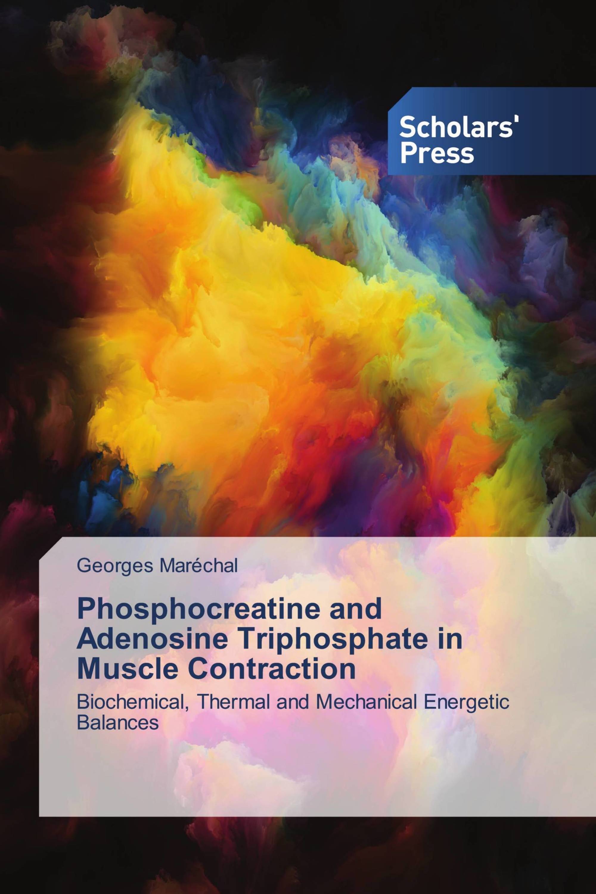 Phosphocreatine and Adenosine Triphosphate in Muscle Contraction