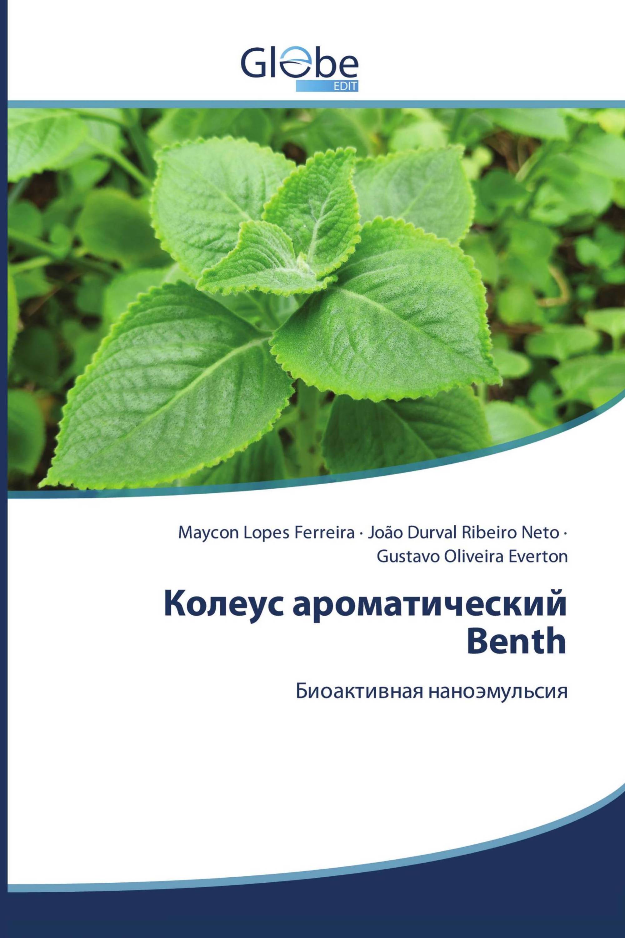 Колеус ароматический Benth