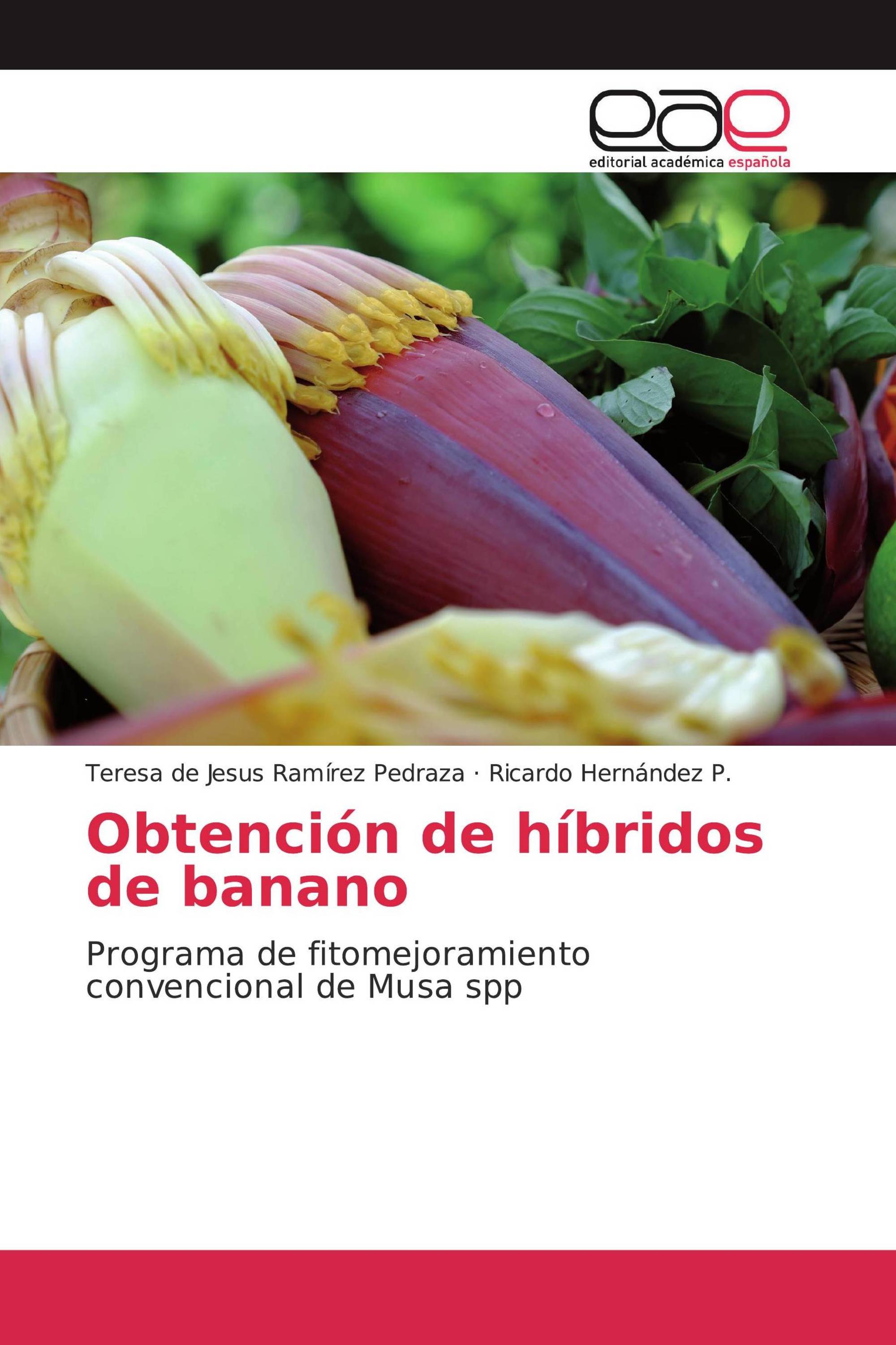 Obtención de híbridos de banano