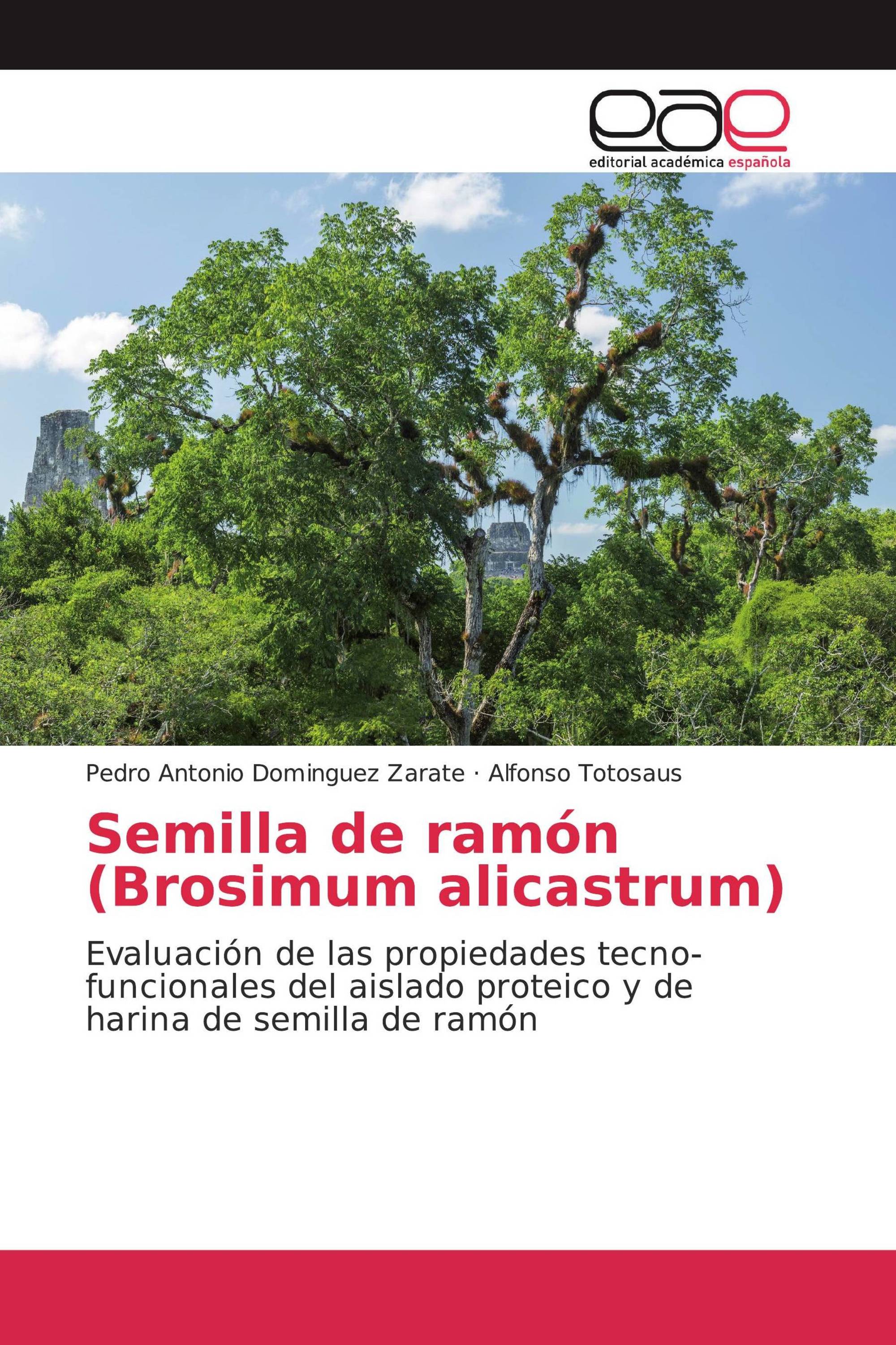 Semilla de ramón (Brosimum alicastrum)