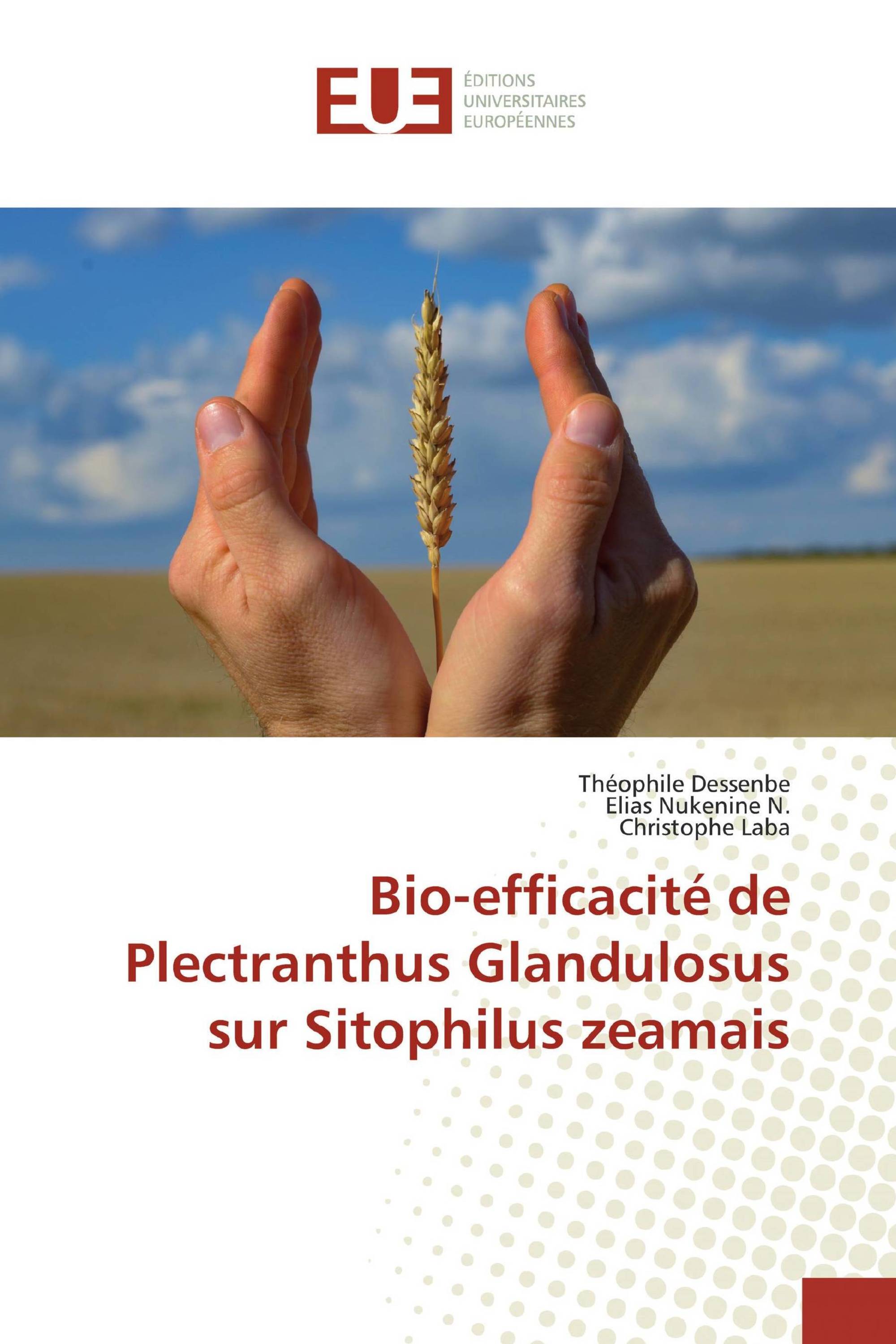 Bio-efficacité de Plectranthus Glandulosus sur Sitophilus zeamais