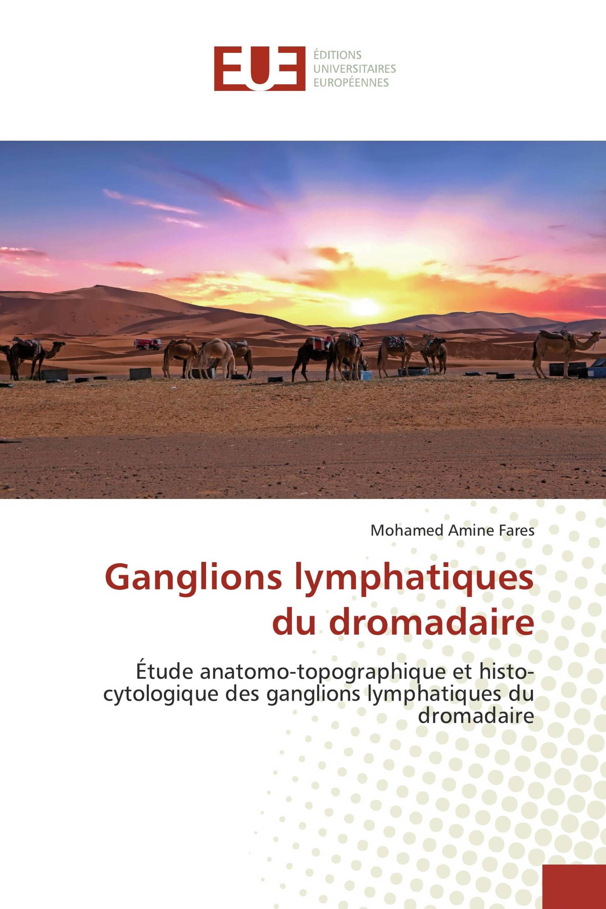 Ganglions lymphatiques du dromadaire