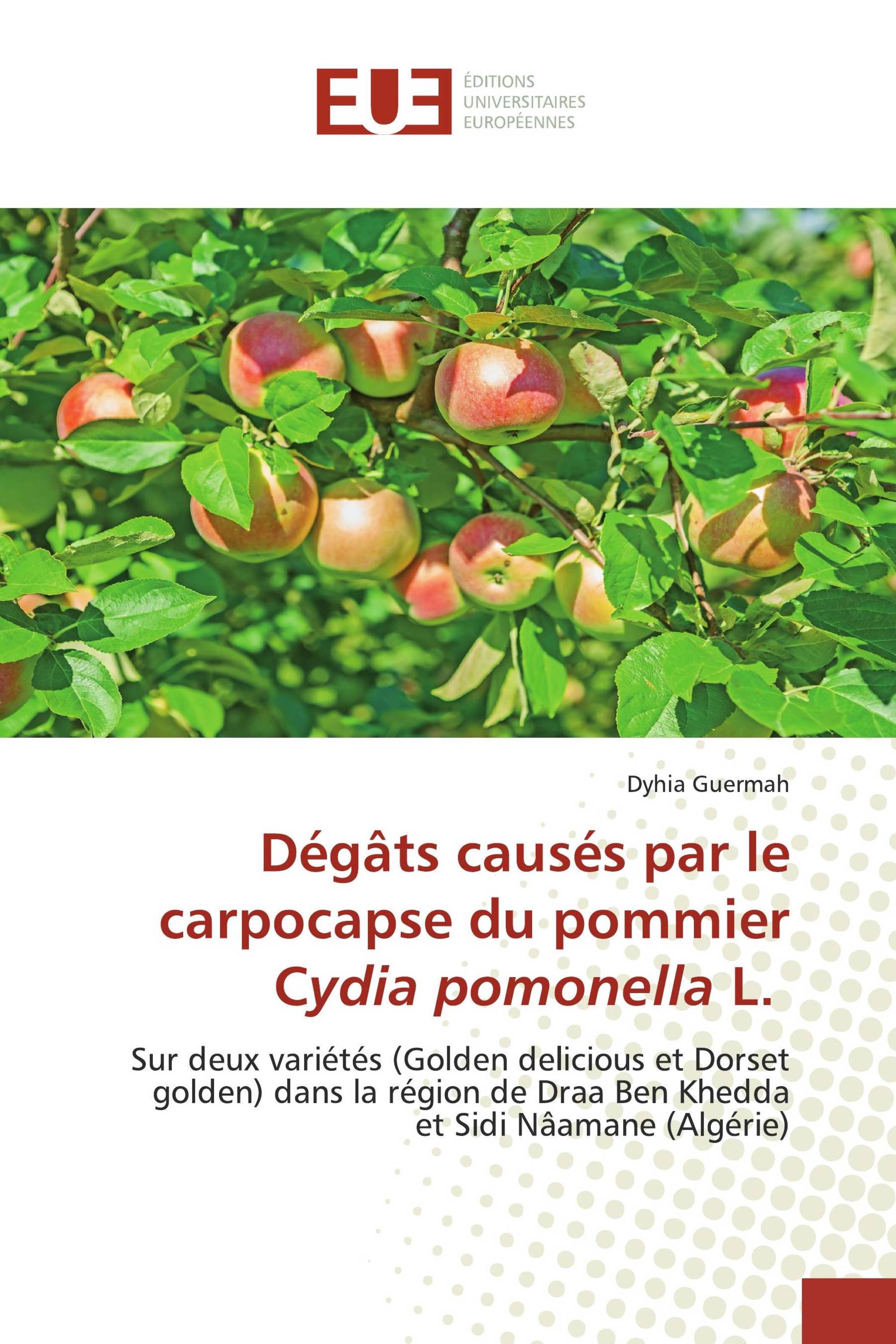 Dégâts causés par le carpocapse du pommier Cydia pomonella L.