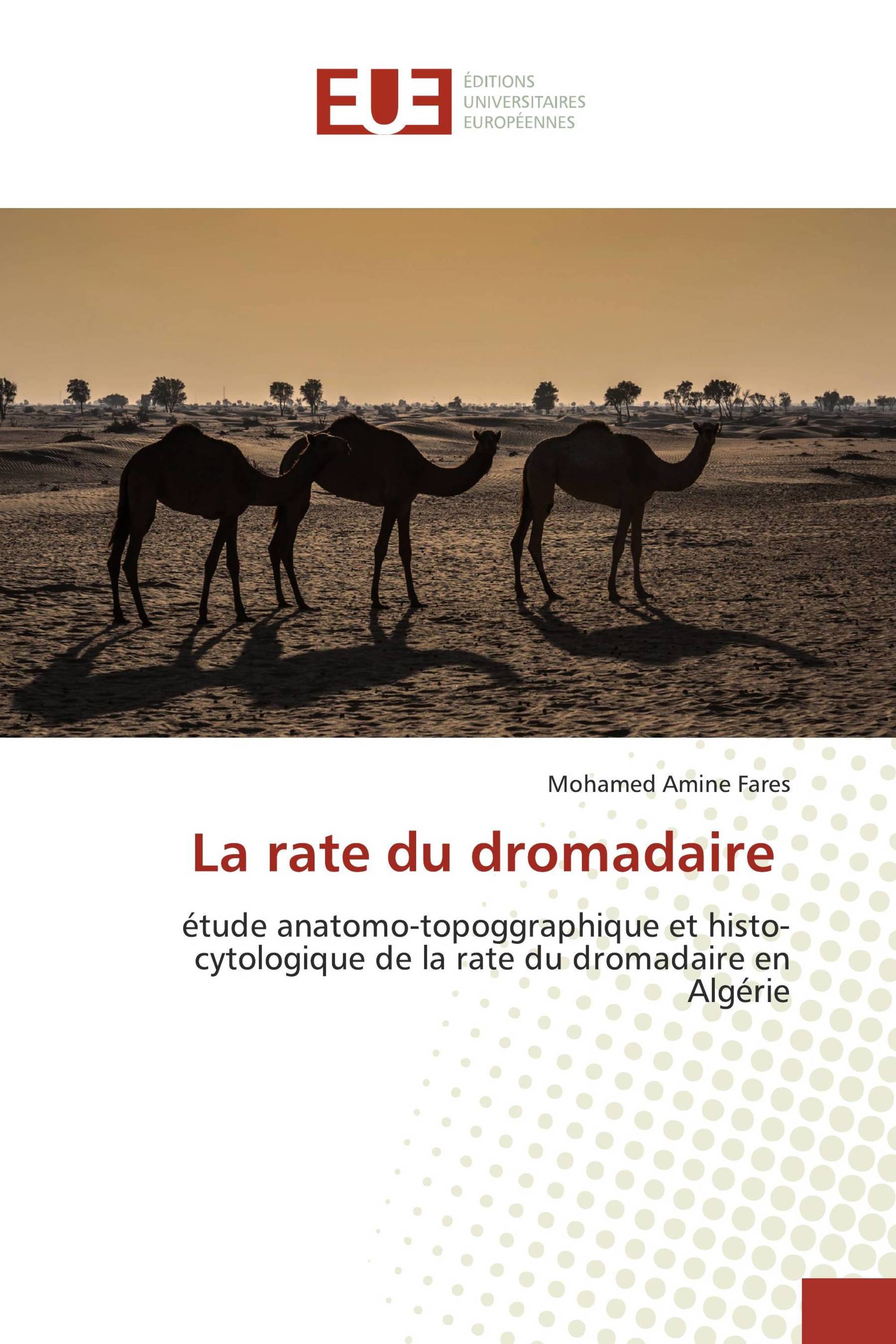 La rate du dromadaire