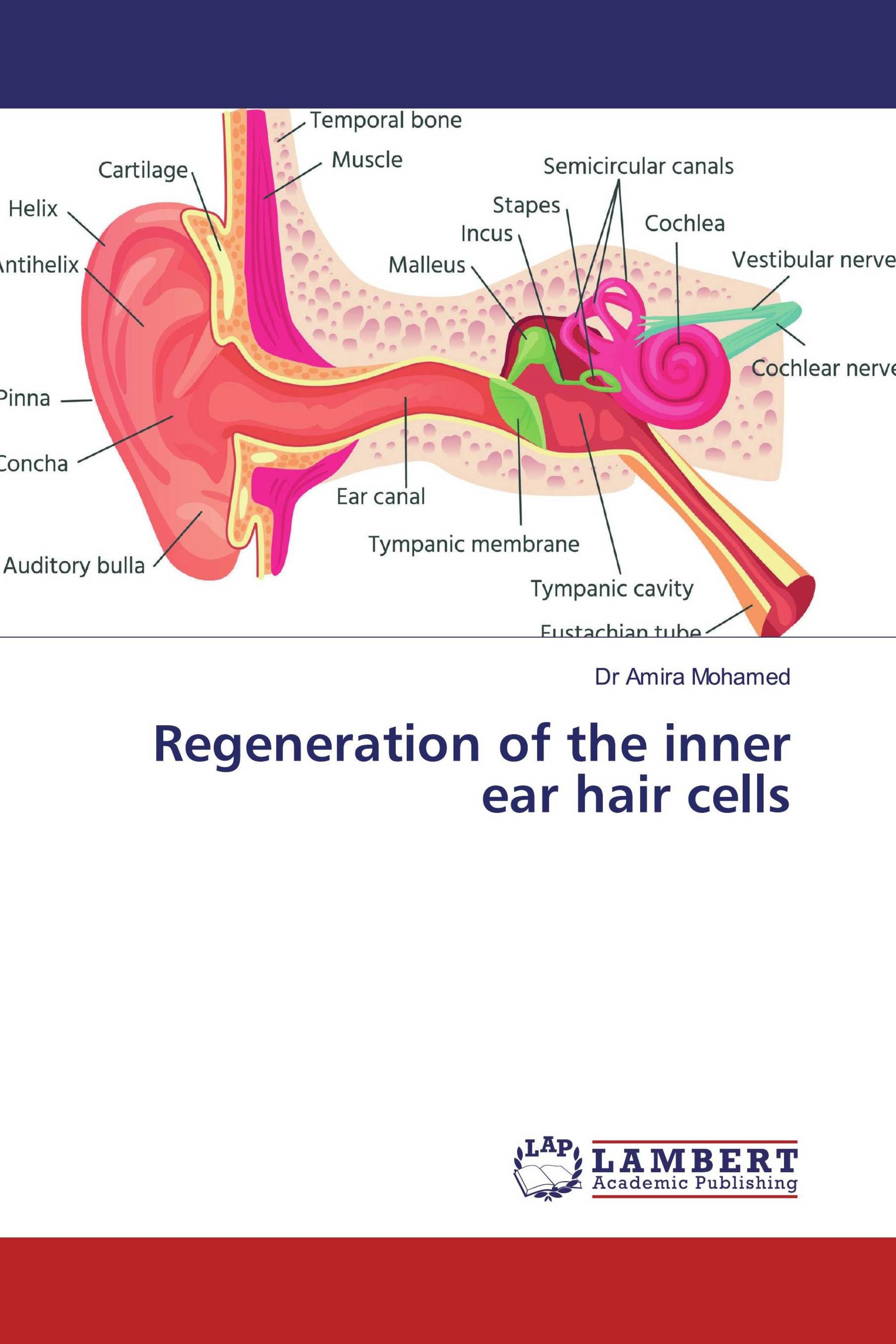 Regeneration of the inner ear hair cells