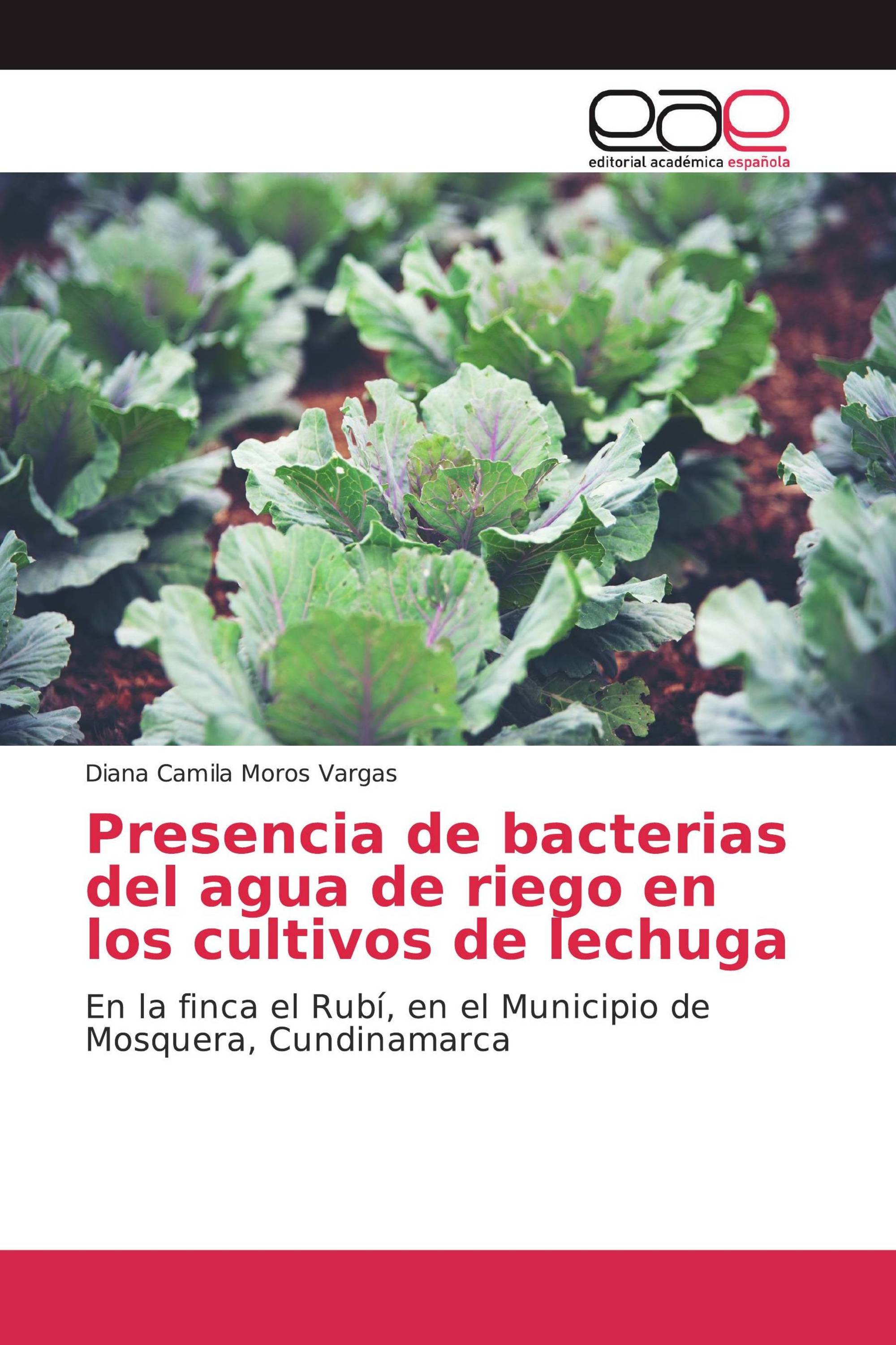 Presencia de bacterias del agua de riego en los cultivos de lechuga