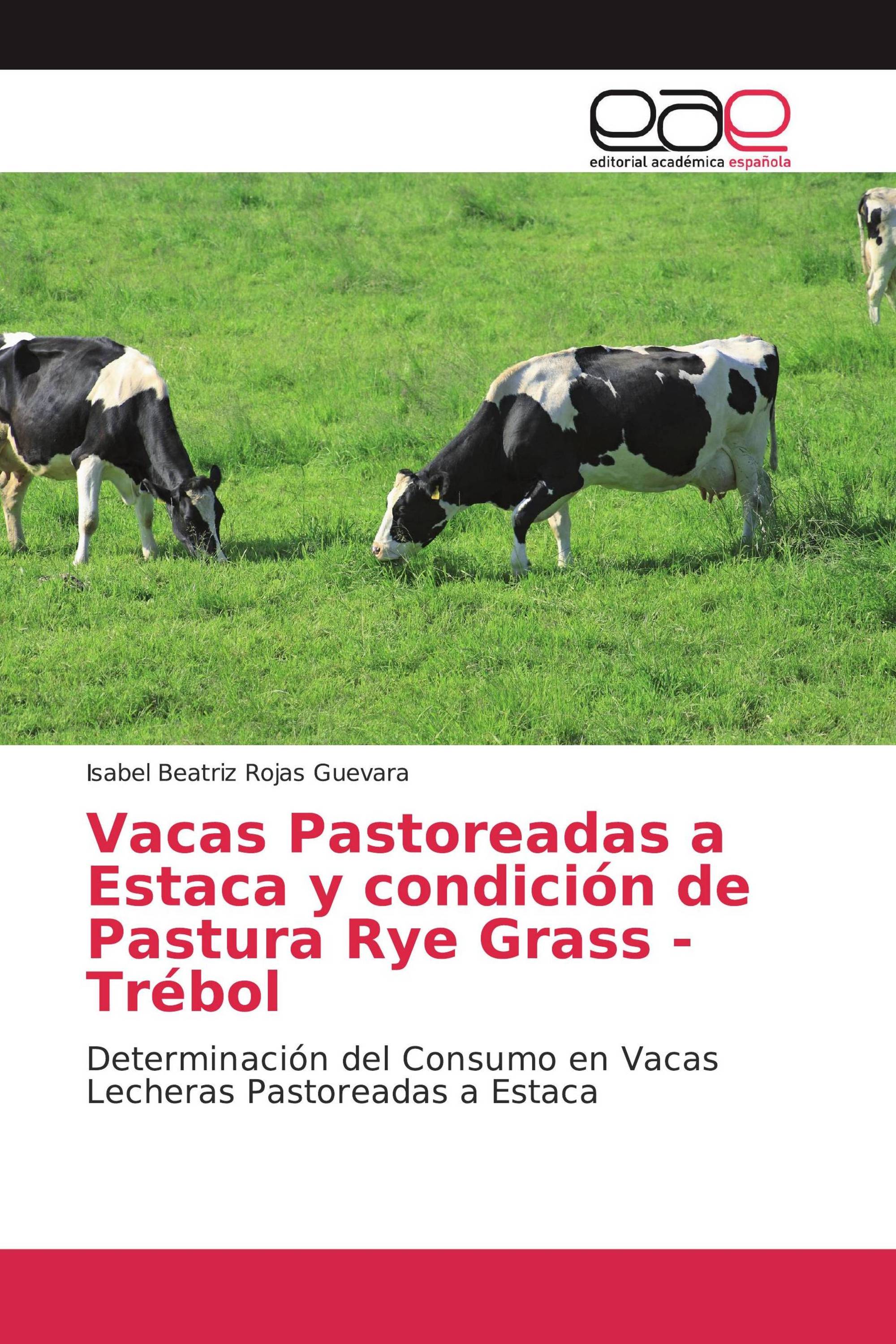 Vacas Pastoreadas a Estaca y condición de Pastura Rye Grass - Trébol