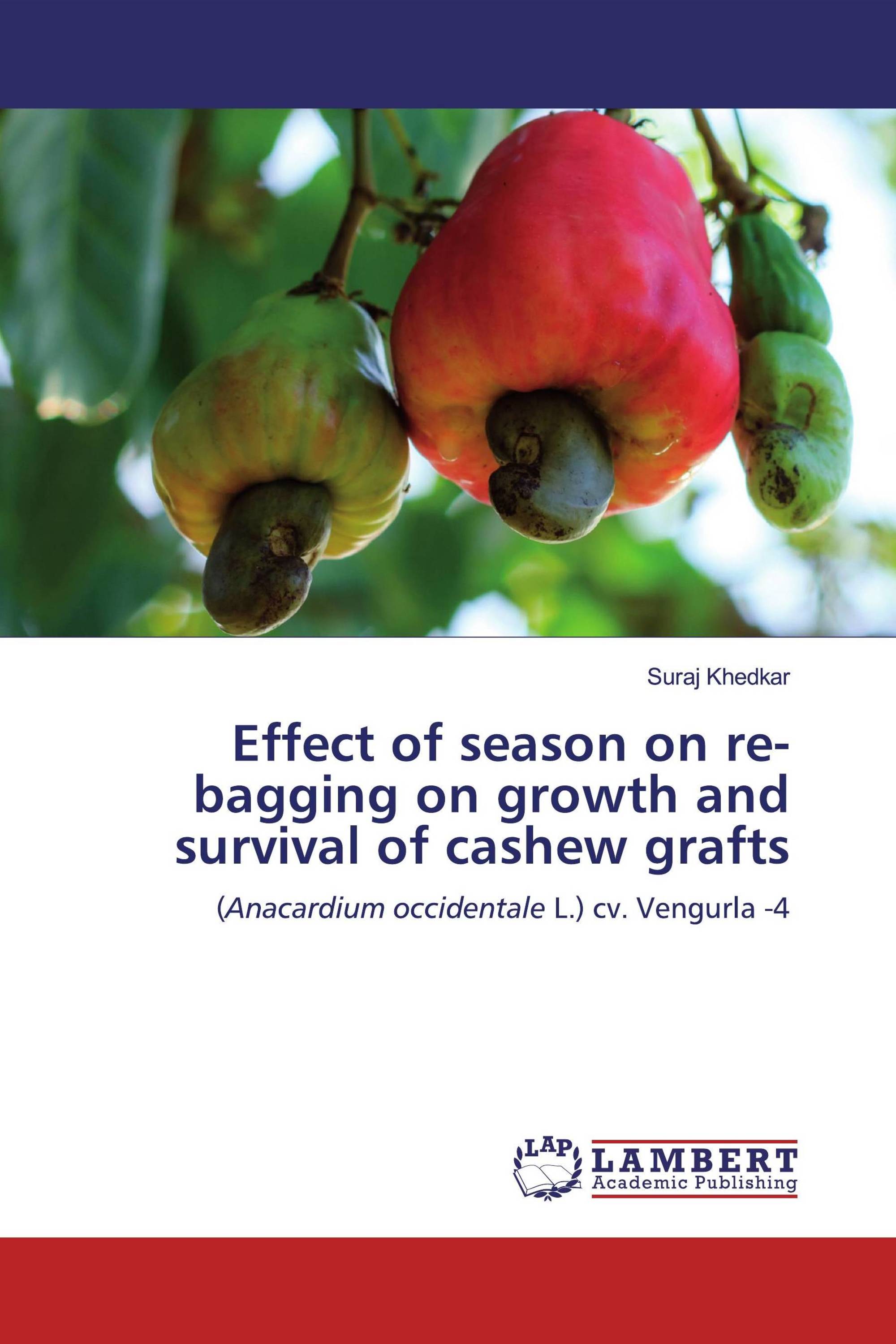 Effect of season on re-bagging on growth and survival of cashew grafts