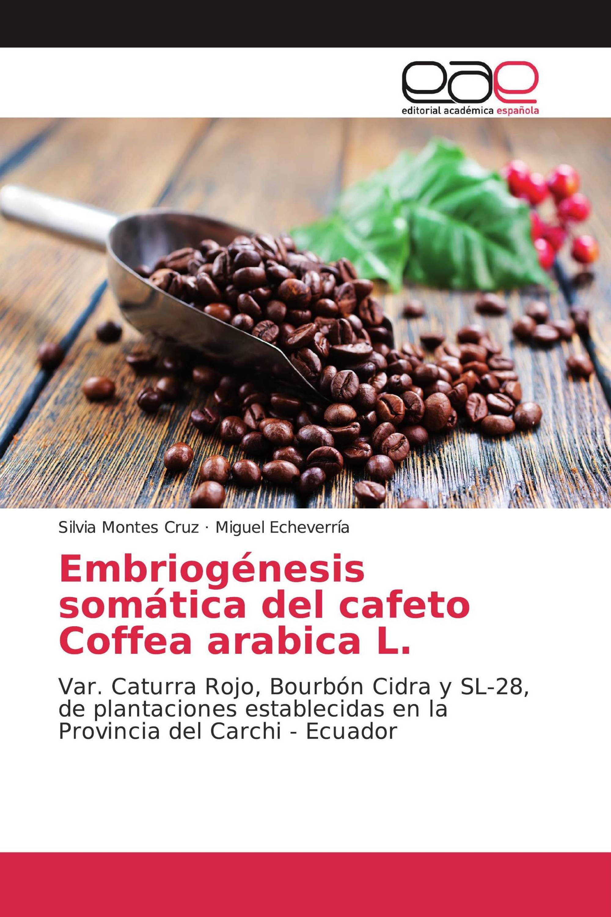 Embriogénesis somática del cafeto Coffea arabica L.