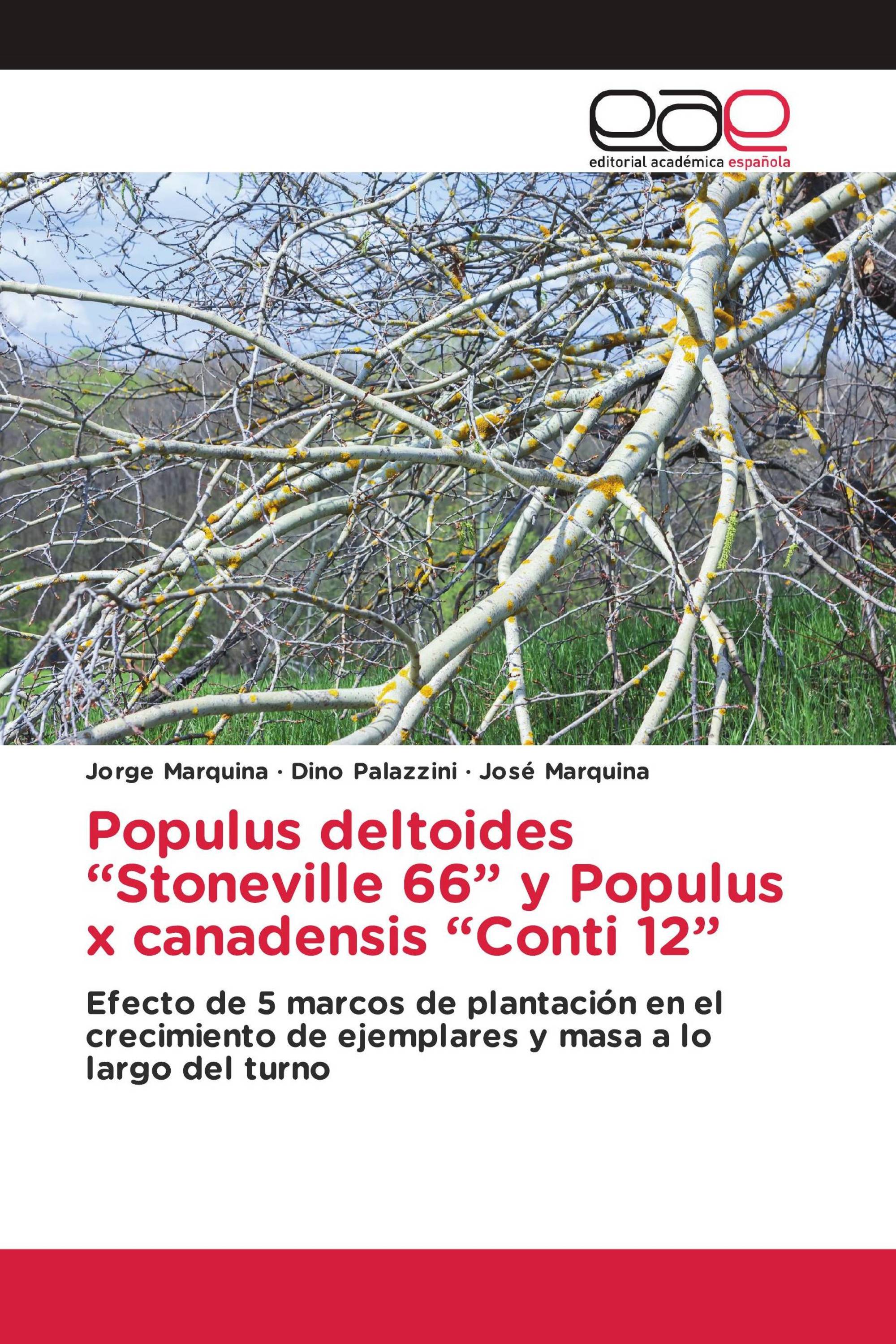 Populus deltoides “Stoneville 66” y Populus x canadensis “Conti 12”