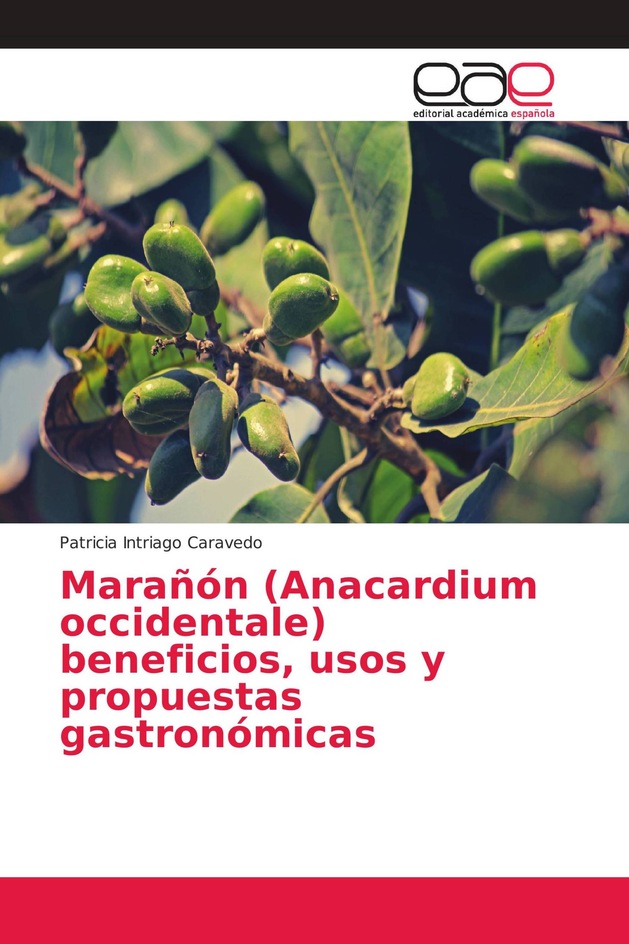 Marañón (Anacardium occidentale) beneficios, usos y propuestas gastronómicas