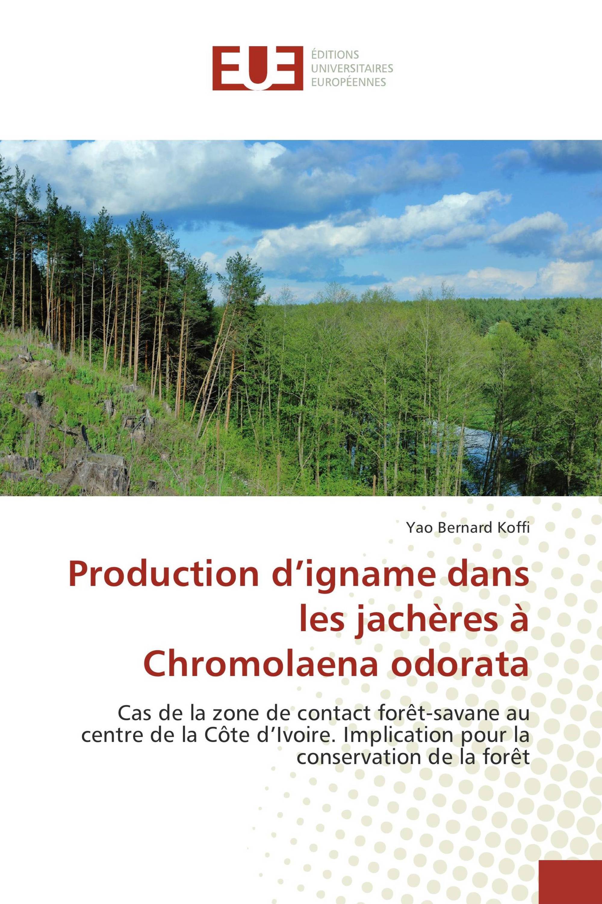 Production d’igname dans les jachères à Chromolaena odorata