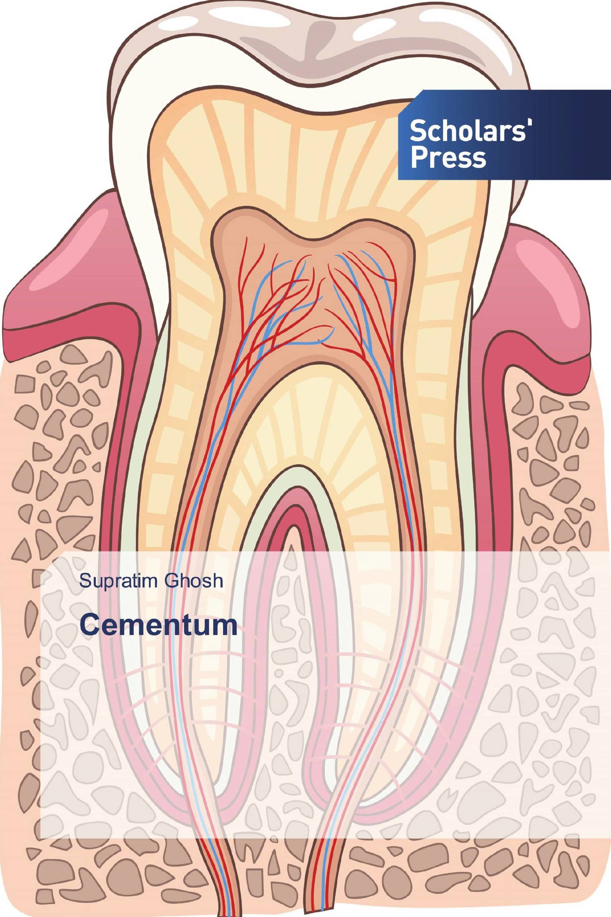 Cementum