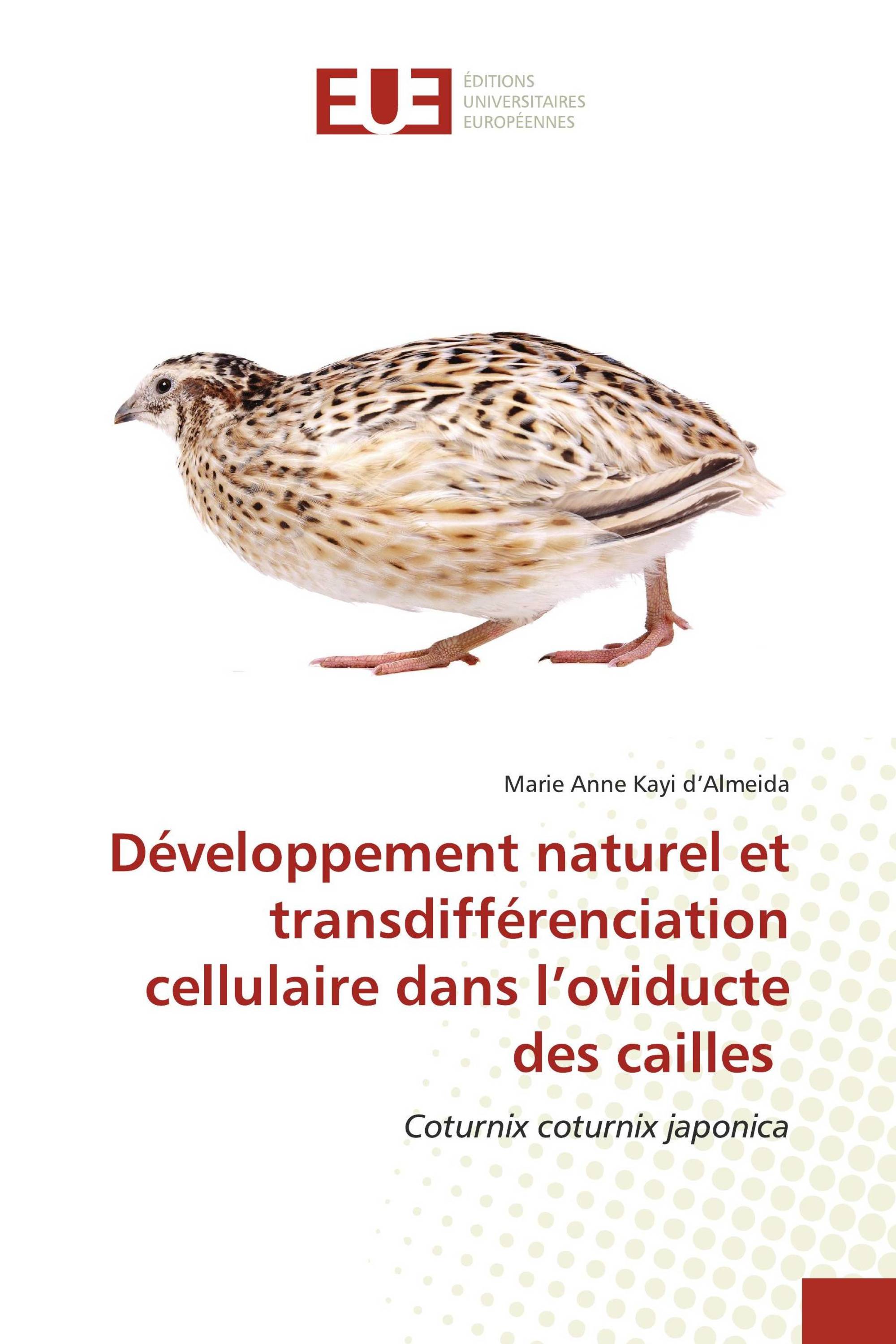 Développement naturel et transdifférenciation cellulaire dans l’oviducte des cailles