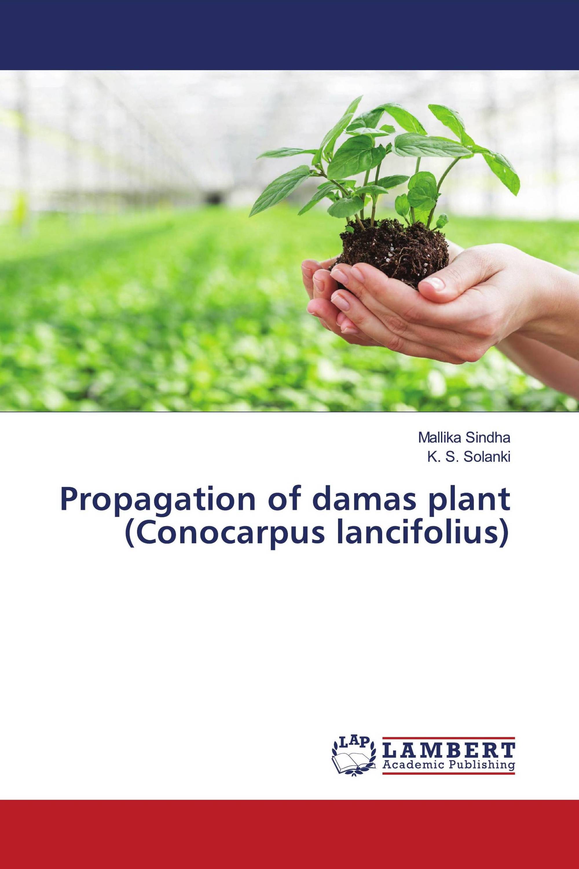 Propagation of damas plant (Conocarpus lancifolius)