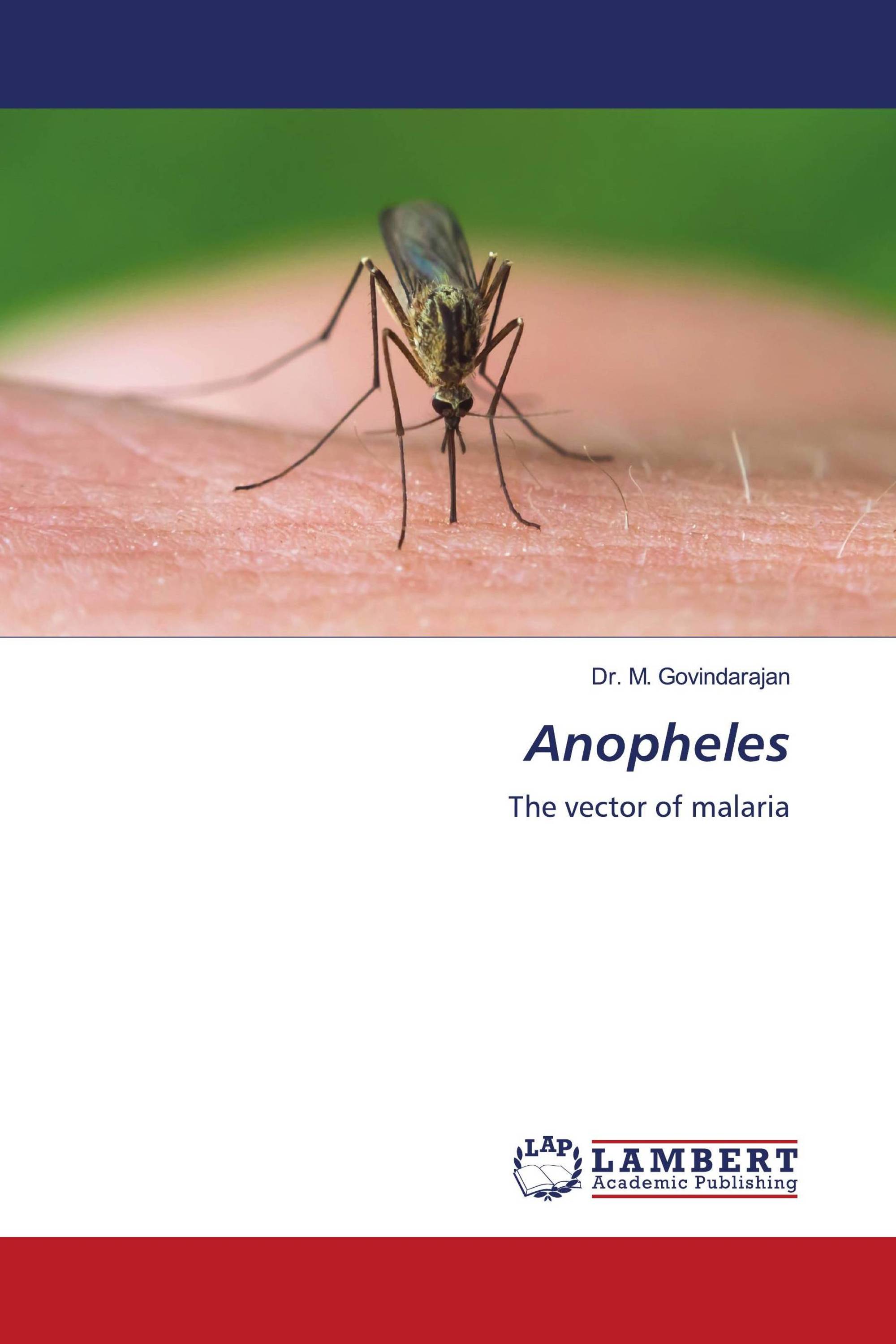 Anopheles