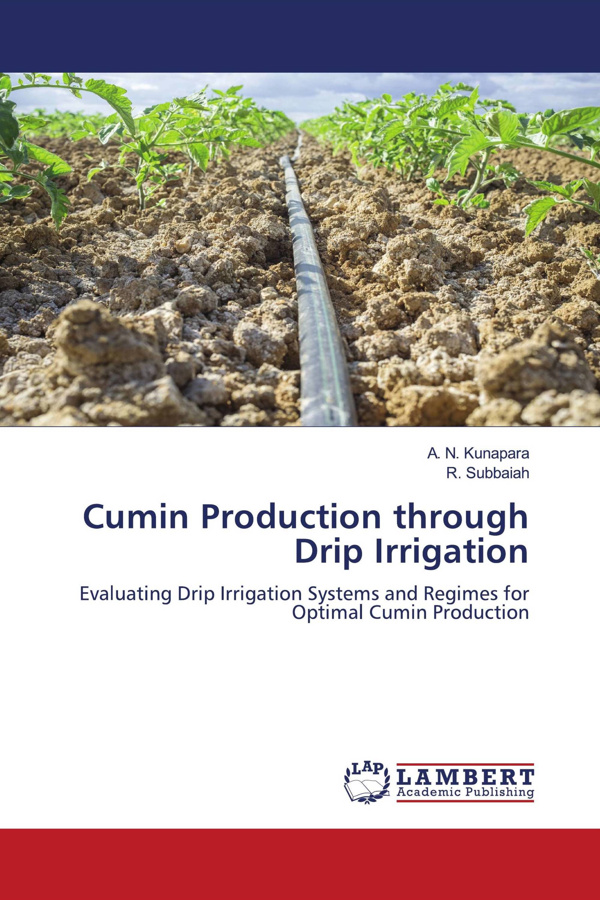 Cumin Production through Drip Irrigation