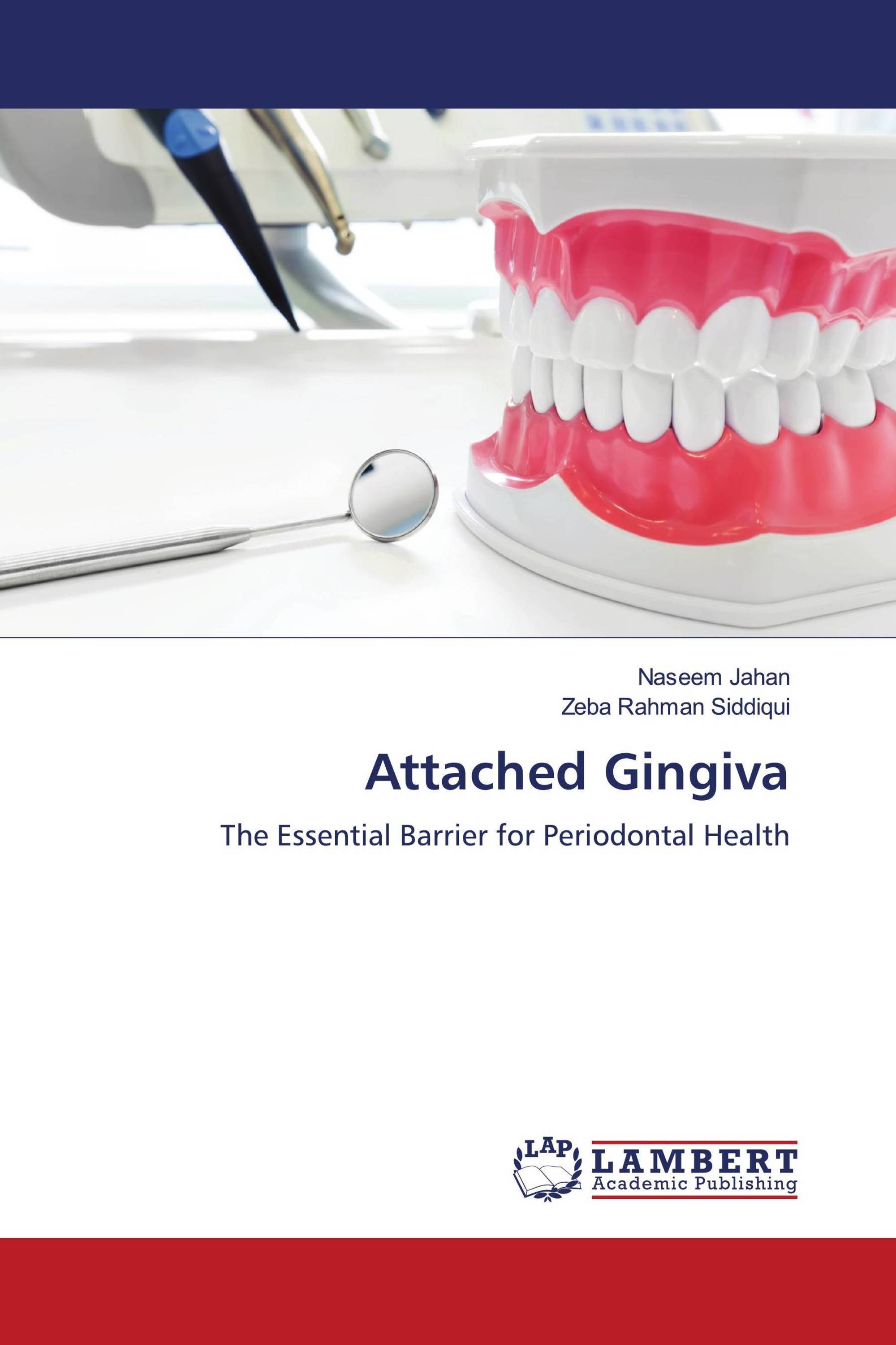 Attached Gingiva