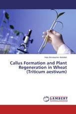 Callus Formation and Plant Regeneration in Wheat (Triticum aestivum)