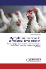 Mycoplasma synoviae in commercial layer chicken