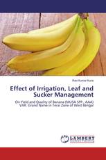 Effect of Irrigation, Leaf and Sucker Management