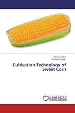Cultivation Technology of Sweet Corn