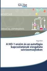 A HO-1 enzim és az autofágia kapcsolatának vizsgálata szívizomsejteken