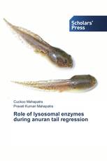 Role of lysosomal enzymes during anuran tail regression