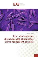 Effet des bactéries dissolvant des phosphates sur le rendement du maïs