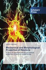 Mechanical and Morphological Properties of Neurons