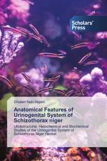 Anatomical Features of Urinogenital System of Schizothorax niger