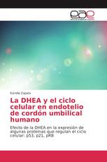 La DHEA y el ciclo celular en endotelio de cordón umbilical humano