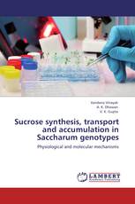 Sucrose synthesis, transport and accumulation in Saccharum genotypes