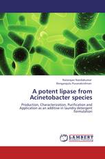 A potent lipase from Acinetobacter species