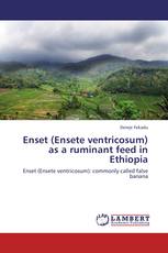 Enset (Ensete ventricosum) as a ruminant feed in Ethiopia