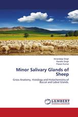 Minor Salivary Glands of Sheep