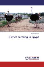 Ostrich Farming in Egypt