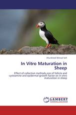 In Vitro Maturation in Sheep
