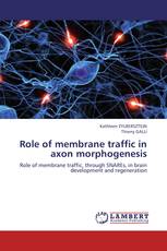 Role of membrane traffic in axon morphogenesis