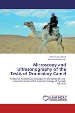 Microscopy and Ultrasonography of the Testis of Dromedary Camel