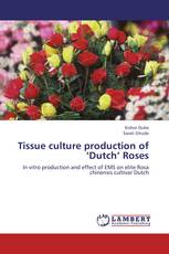 Tissue culture production of ‘Dutch’ Roses